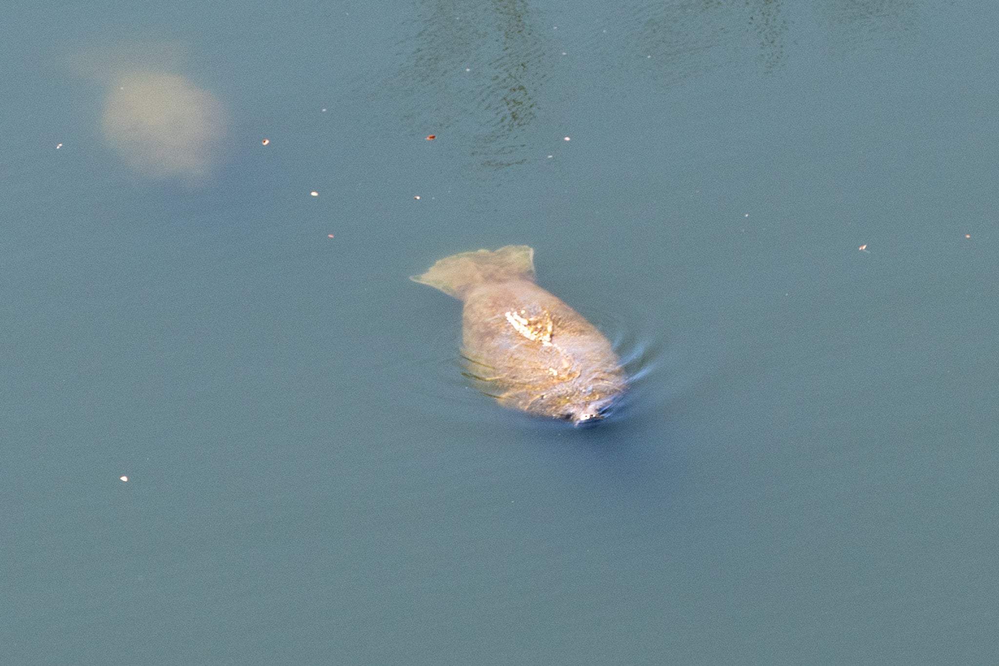 Gentle Giants on the Lake: Spotting Manatees at Hidden Cove Marina