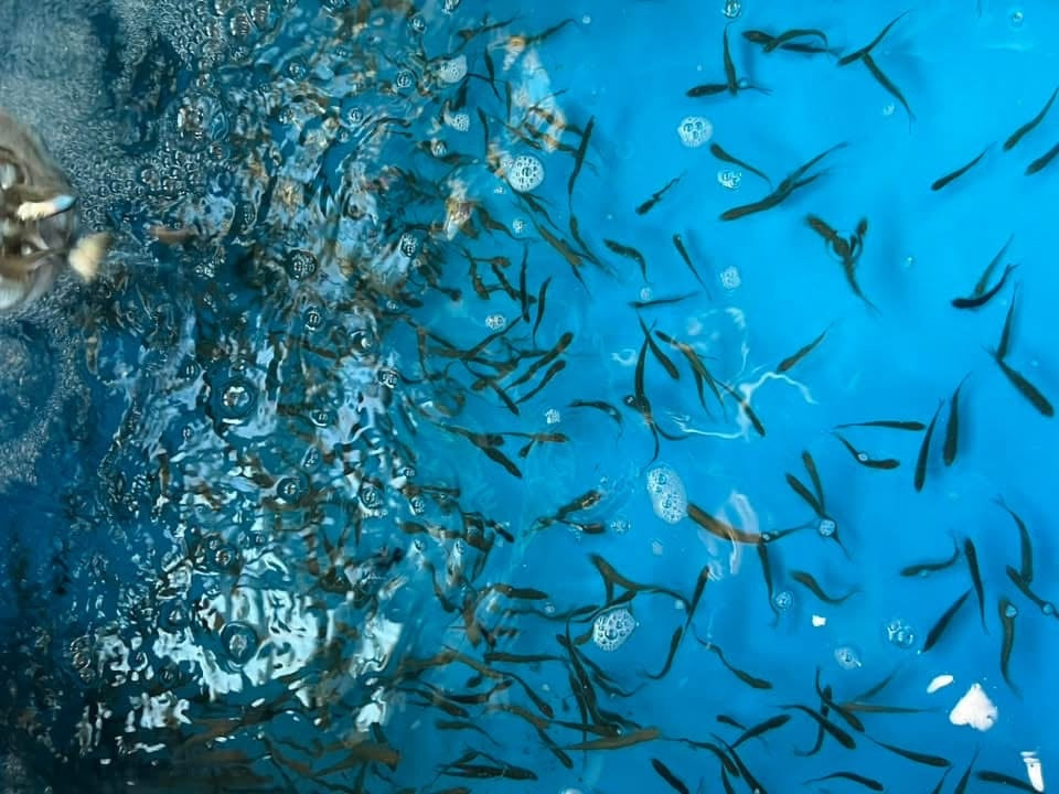 Stock Up on Live Bait at Hidden Cove Marina: The Best Choices for Lake Moultrie Fishing